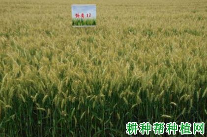 扬麦17小麦品种好不好? 扬麦17小麦品种好不好?