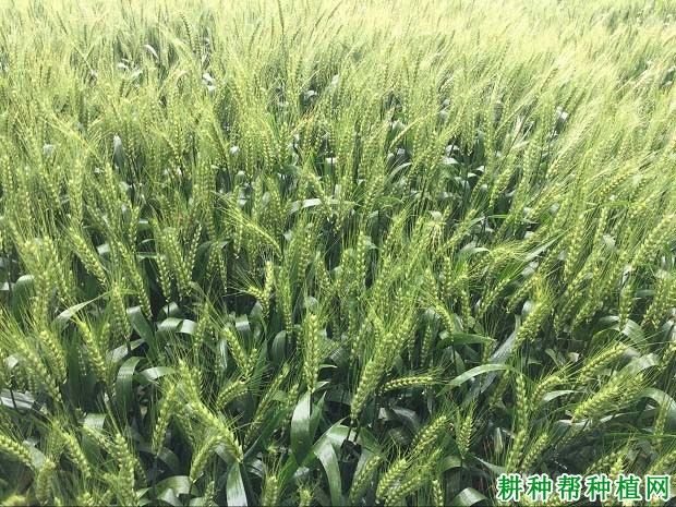 扬麦17小麦品种好不好? 扬麦17小麦品种好不好?
