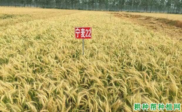 宁麦22小麦品种好不好? 宁麦22小麦品种好不好?