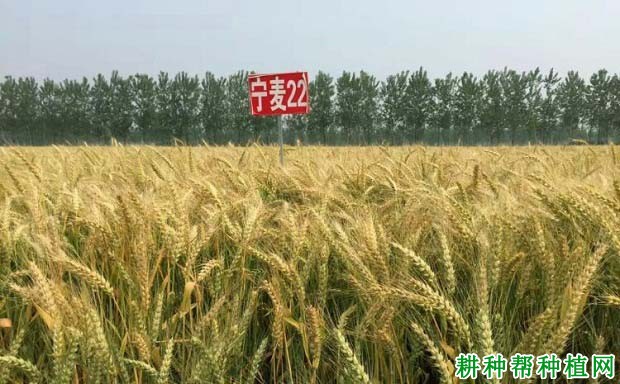 宁麦22小麦品种好不好? 宁麦22小麦品种好不好?