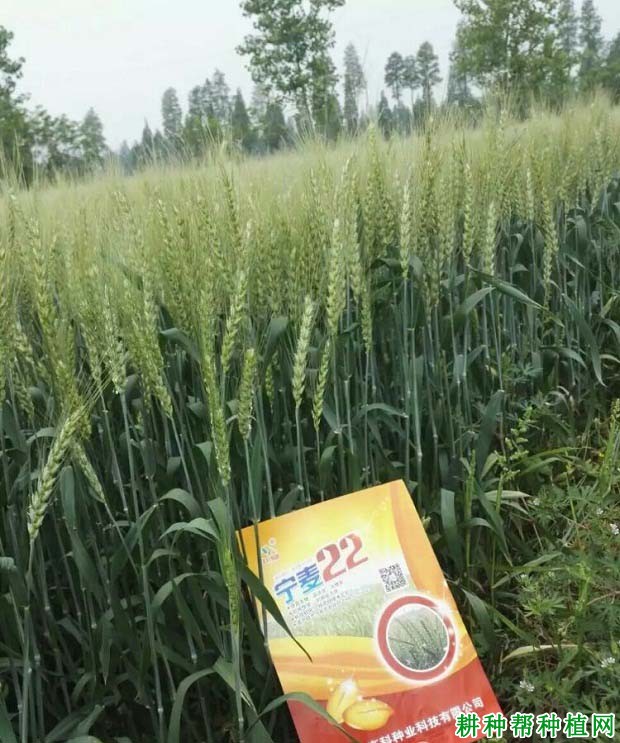宁麦22小麦品种好不好? 宁麦22小麦品种好不好?