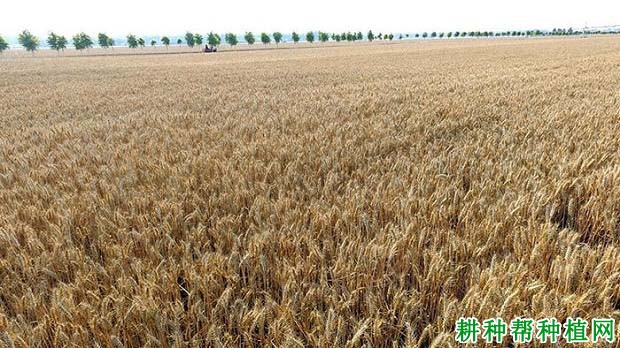 河农7069小麦品种好不好? 河农7069小麦品种好不好?