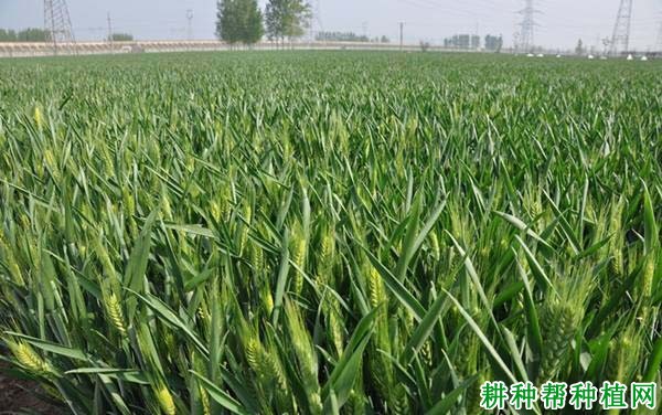 河农7069小麦品种好不好? 河农7069小麦品种好不好?