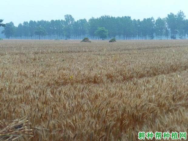 河农7069小麦品种好不好? 河农7069小麦品种好不好?
