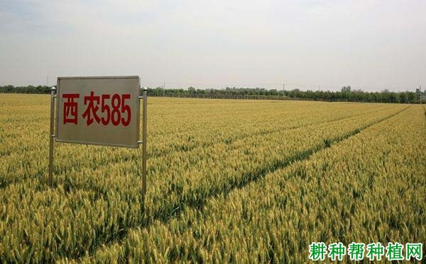西农585小麦品种好不好? 西农585小麦品种好不好?