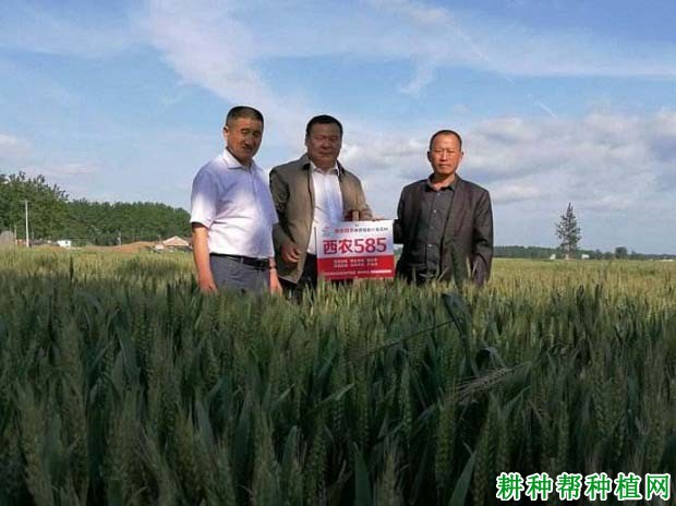 西农585小麦品种好不好? 西农585小麦品种好不好?
