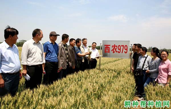 西农585小麦品种好不好? 西农585小麦品种好不好?