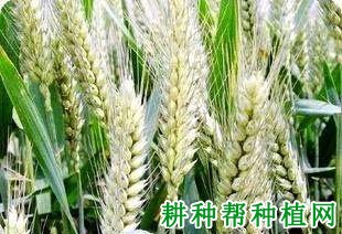 河农825小麦品种好不好? 河农825小麦品种好不好?