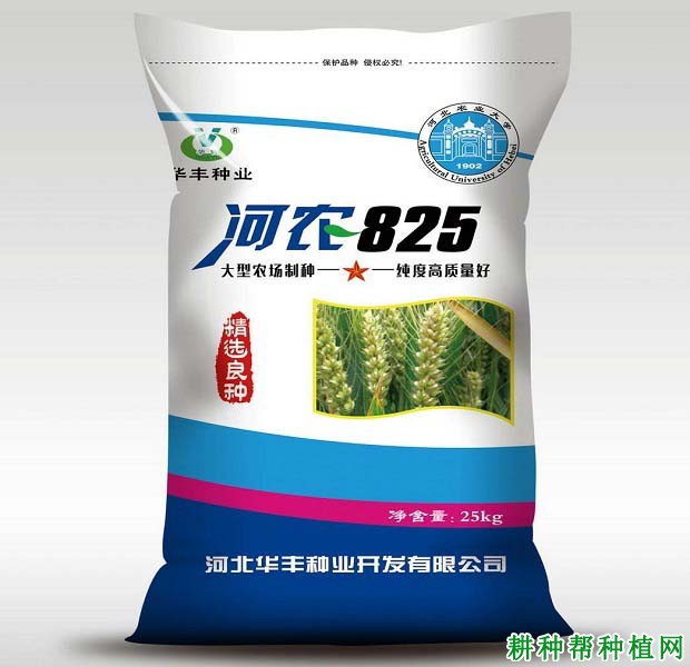 河农825小麦品种好不好? 河农825小麦品种好不好?