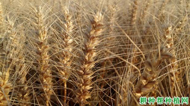 扬麦25小麦品种好不好? 扬麦25小麦品种好不好?