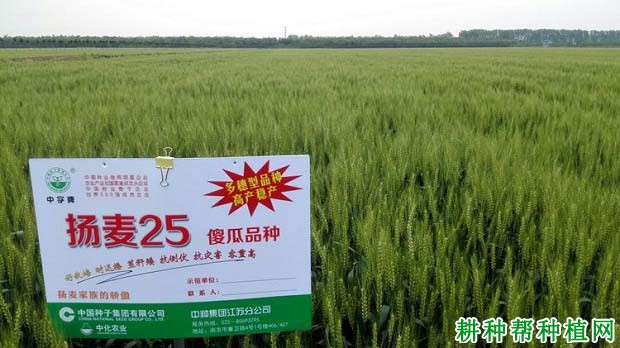 扬麦25小麦品种好不好? 扬麦25小麦品种好不好?
