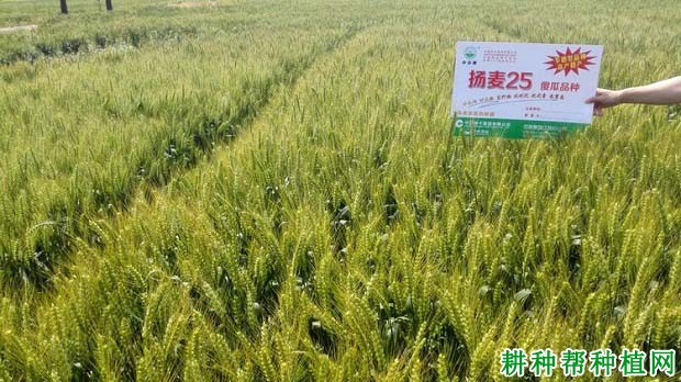 扬麦25小麦品种好不好? 扬麦25小麦品种好不好?
