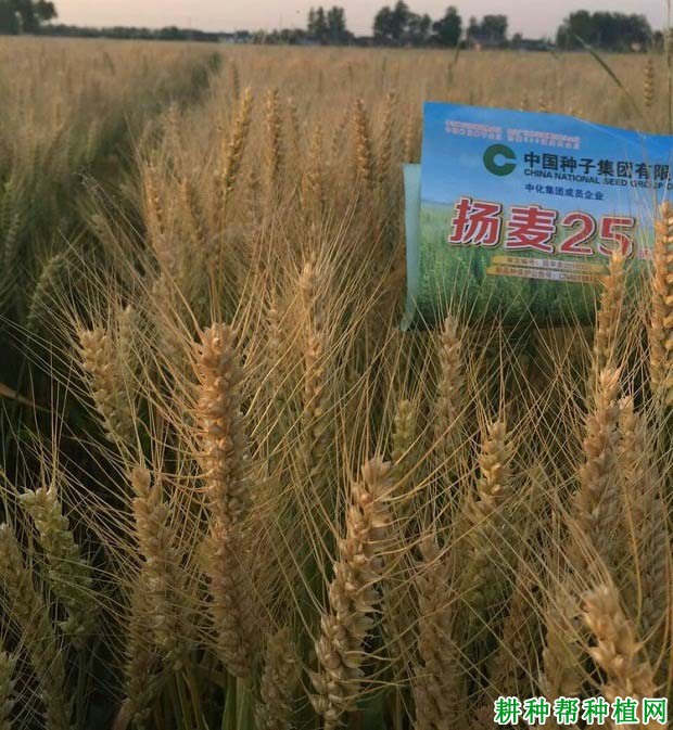 扬麦25小麦品种好不好? 扬麦25小麦品种好不好?