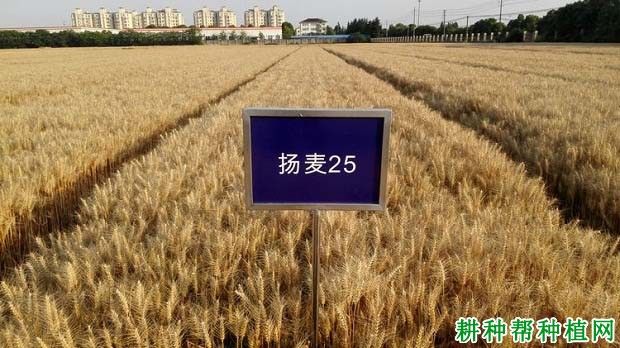 扬麦25小麦品种好不好? 扬麦25小麦品种好不好?