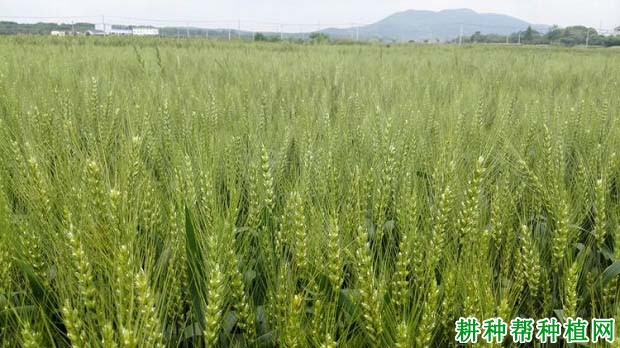 扬麦25小麦品种好不好? 扬麦25小麦品种好不好?