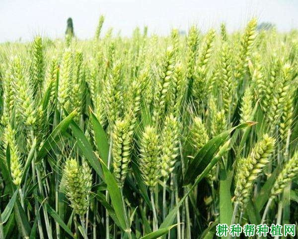 津农6号小麦品种好不好? 津农6号小麦品种好不好?