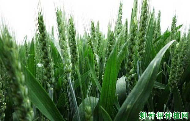 津农6号小麦品种好不好? 津农6号小麦品种好不好?