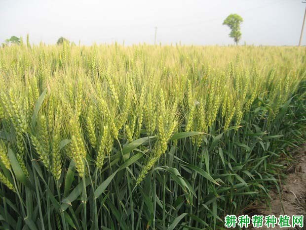 石优17号小麦品种好不好? 石优17号小麦品种好不好?