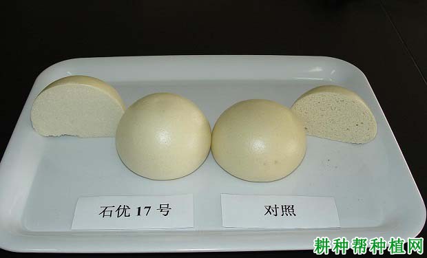 石优17号小麦品种好不好? 石优17号小麦品种好不好?