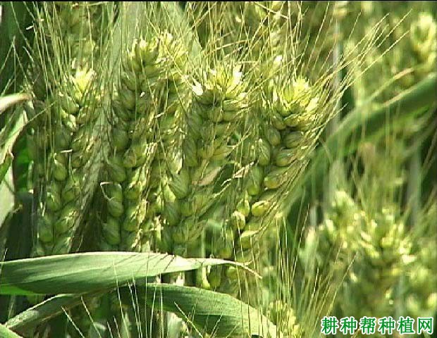鲁原301小麦品种好不好? 鲁原301小麦品种好不好?