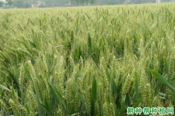 鲁原301小麦品种好不好? 鲁原301小麦品种好不好?