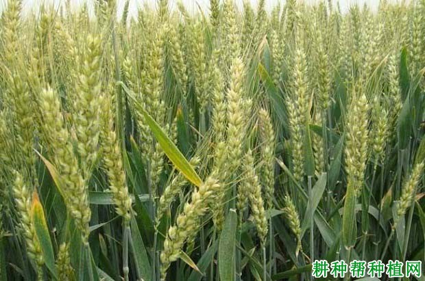 聊麦19小麦品种好不好? 聊麦19小麦品种好不好?