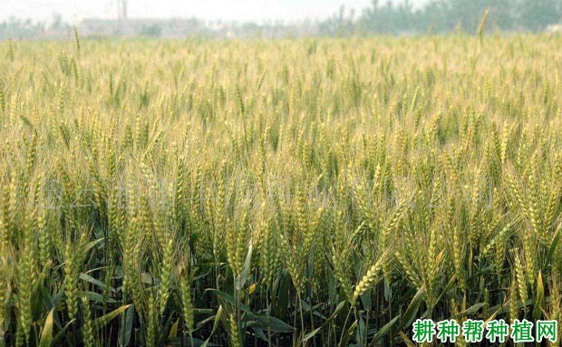 聊麦19小麦品种好不好? 聊麦19小麦品种好不好?