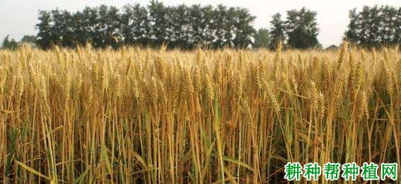 中育12号小麦品种好不好? 中育12号小麦品种好不好?