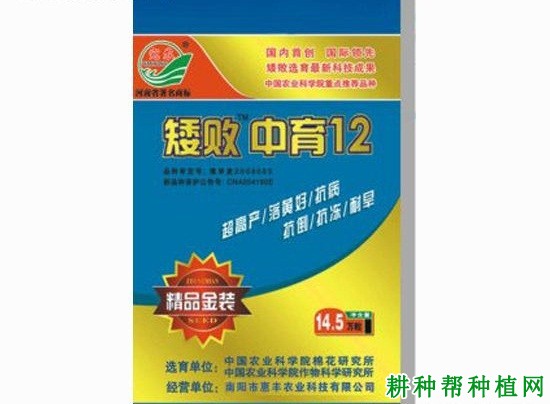 中育12号小麦品种好不好? 中育12号小麦品种好不好?