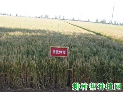藁优9415小麦品种好不好? 藁优9415小麦品种好不好?