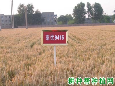 藁优9415小麦品种好不好? 藁优9415小麦品种好不好?