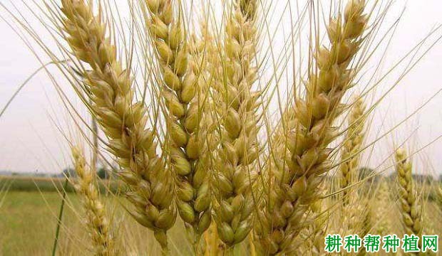 藁优9415小麦品种好不好? 藁优9415小麦品种好不好?