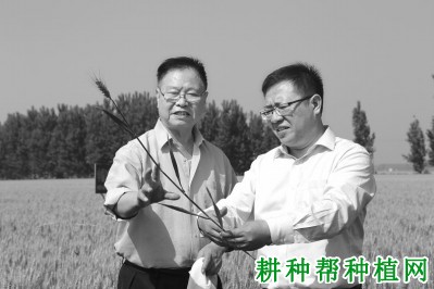 中新78小麦品种好不好? 中新78小麦品种好不好?