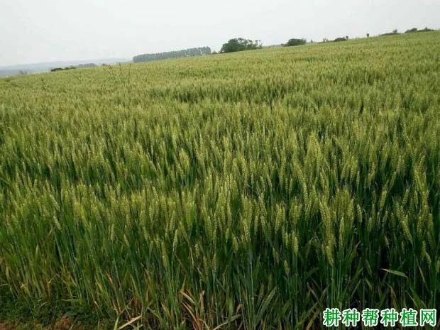 GS郑麦005小麦品种好不好? GS郑麦005小麦品种好不好?