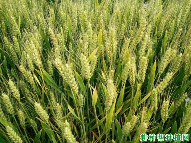 中新78小麦品种好不好? 中新78小麦品种好不好?