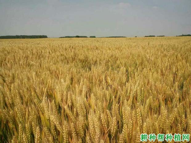 GS郑麦005小麦品种好不好? GS郑麦005小麦品种好不好?