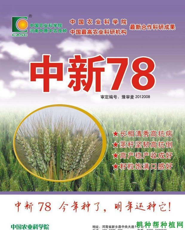 中新78小麦品种好不好? 中新78小麦品种好不好?
