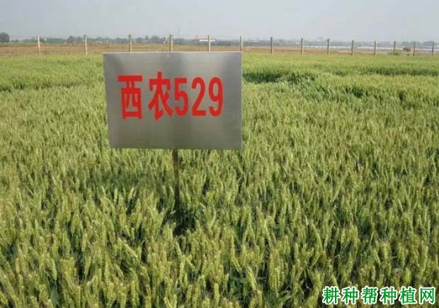 西农529小麦品种好不好? 西农529小麦品种好不好?