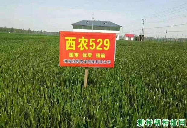 西农529小麦品种好不好? 西农529小麦品种好不好?