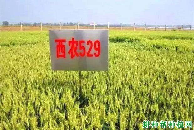 西农529小麦品种好不好? 西农529小麦品种好不好?