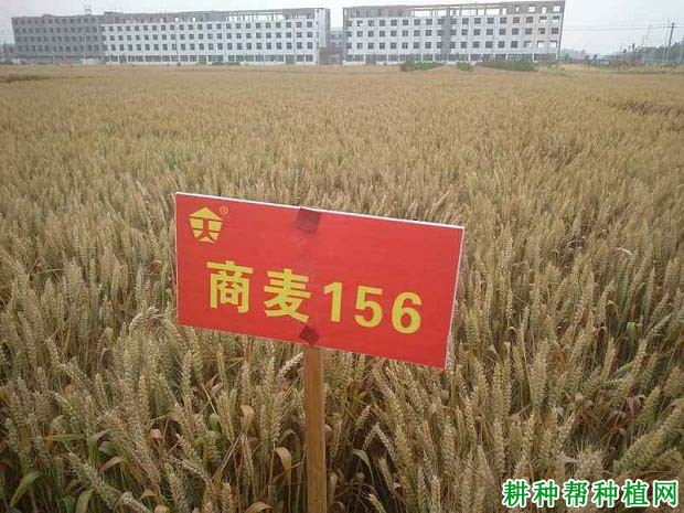 商麦156小麦品种好不好? 商麦156小麦品种好不好?
