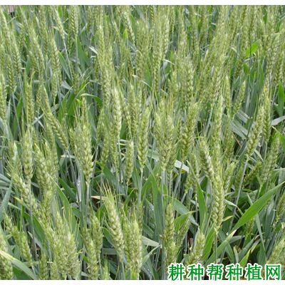 皖麦53号小麦品种好不好? 皖麦53号小麦品种好不好?