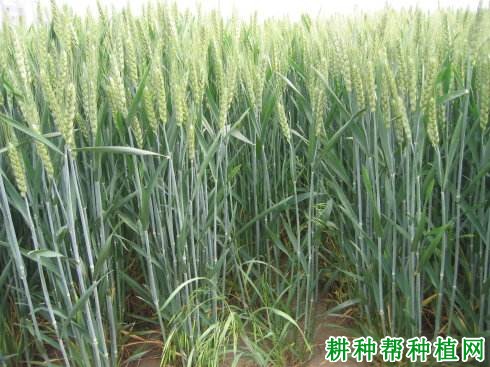 山农19小麦品种好不好? 山农19小麦品种好不好?