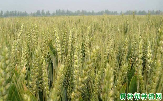 皖麦53号小麦品种好不好? 皖麦53号小麦品种好不好?