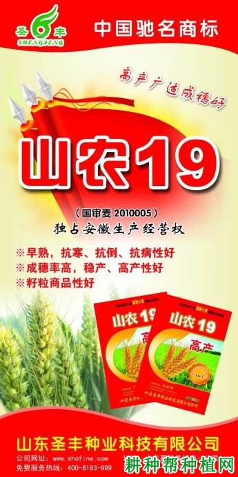 山农19小麦品种好不好? 山农19小麦品种好不好?