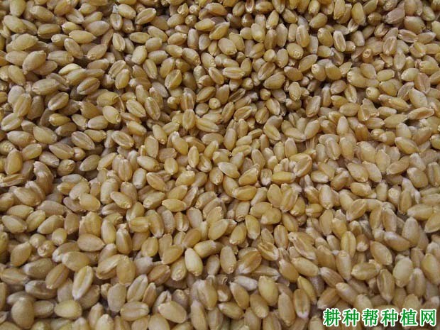 山农19小麦品种好不好? 山农19小麦品种好不好?