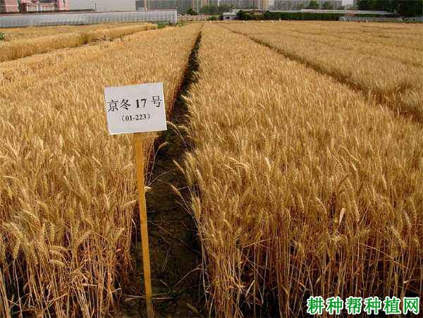 京冬17小麦品种好不好? 京冬17小麦品种好不好?