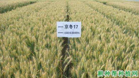京冬17小麦品种好不好? 京冬17小麦品种好不好?
