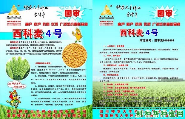 西科麦4号小麦品种好不好? 西科麦4号小麦品种好不好?