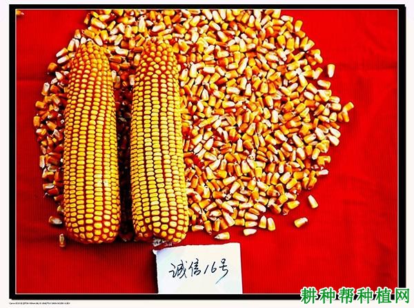 诚信16号玉米品种好不好? 诚信16号玉米品种好不好?